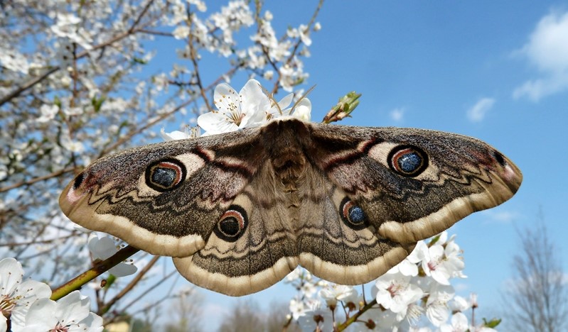 Ibrido S. pyri X S. pavoniella: Saturnia daubi (Standfuss, 1892)